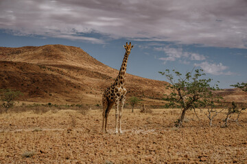 Giraffe in Palmwag, Namibia