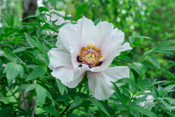 White tree peony blossoms in spring botanical garden. Floral background of delicate flower paeonia suffruticosa. Feng dan bai against of green leaves. Blooming shrub large buds in family paeoniaceae.