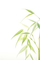 Fototapeta premium Minimalist bamboo plant with green leaves on white background, perfect for zen, nature, and tranquil designs.