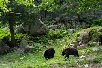 Black bears at the national parc in Quebec, Canada. American black bears. 