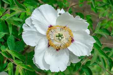 White tree peony blossoms in spring botanical garden. Floral background of delicate flower paeonia suffruticosa. Feng dan bai against of green leaves. Blooming shrub large buds in family paeoniaceae.