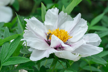White tree peony blossoms in spring botanical garden. Floral background of delicate flower paeonia suffruticosa. Feng dan bai against of green leaves. Blooming shrub large buds in family paeoniaceae.