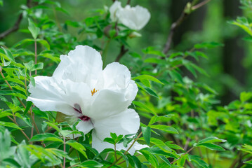 White tree peony blossoms in spring botanical garden. Floral background of delicate flower paeonia suffruticosa. Feng dan bai against of green leaves. Blooming shrub large buds in family paeoniaceae.
