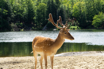 Eropean fallow deers on the nature background. Dama dama deers in Quebec, Canada. 