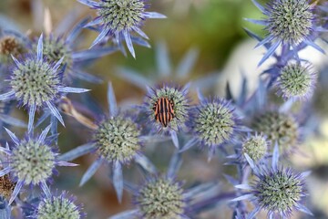 close up of a cone