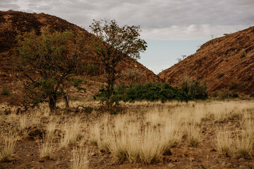 Fototapeta premium Landschaft in Palmwag Namibia