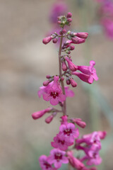 Obraz premium Pink Monkeyflower close-up