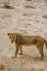 Namibia Etosha National Park Lyoness