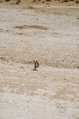 Erdm&auml;nnchen inNamibia