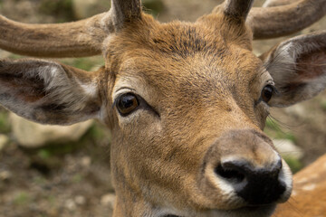 Curious elk looking on the car. Wild deer feeding time. The red deer (Cervus elaphus) close up shot with selective focus. 