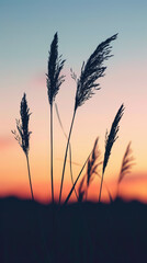 Fototapeta premium Sunset silhouette of tall grass
