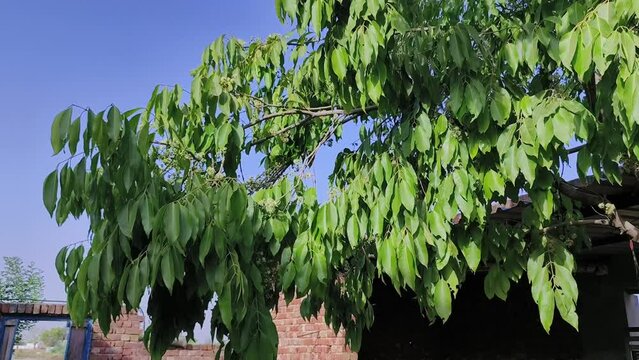 Black plum tree also known as Jamun tree waving in air. Malabar plum, jambol, jamun, jambul, java plum tree.