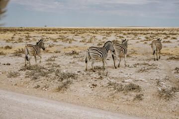 Namibia Etosha National Park Zebras