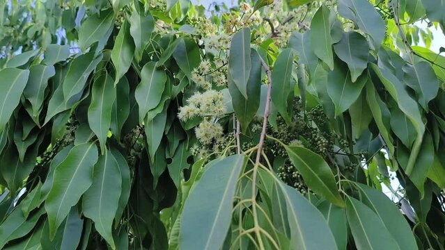 Black plum tree also known as Jamun tree waving in air. Malabar plum, jambol, jamun, jambul, java plum tree.