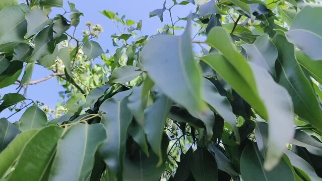 Black plum tree also known as Jamun tree waving in air. Malabar plum, jambol, jamun, jambul, java plum tree.