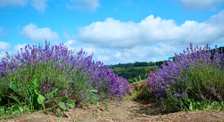 Obraz premium Lavender field in bloom, Sale San Giovanni, Piedmont, Italy