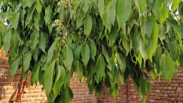 Black plum tree also known as Jamun tree waving in air. Malabar plum, jambol, jamun, jambul, java plum tree.