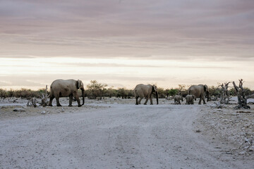 Namibia Ethosha National Park Elephant herd