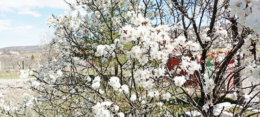 Caution Sign - Allergy Season Ahead, Pollen