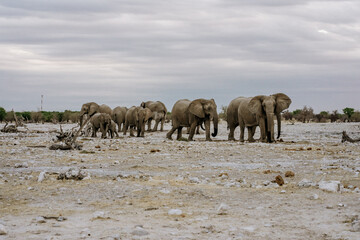Obraz premium Namibia Ethosha National Park Elephant herd