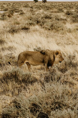 Namibia Etosha National Parc Lyon 