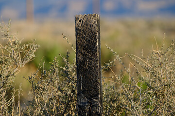  Vivid Fencepost