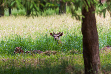 A herd of Mouflon - Ovis musimon and Sika deer - Cervus nippon are on a meadow in the grass.