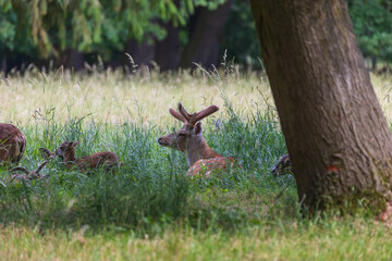 A herd of Mouflon - Ovis musimon and Sika deer - Cervus nippon are on a meadow in the grass.