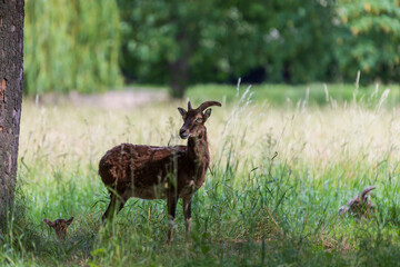 A herd of Mouflon - Ovis musimon and Sika deer - Cervus nippon are on a meadow in the grass.
