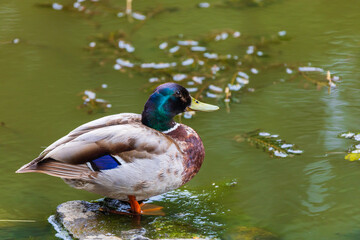 Male and female ducks swim in the water on a pond in the setting sun.