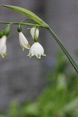 Obraz premium lily of the valley