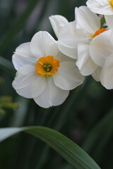 white and yellow flower