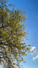 Tree Branches with Yellow Leaves Against Blue Skies