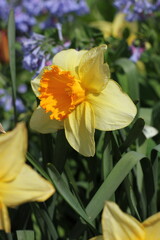Bright yellow daffodils growing in the fields.