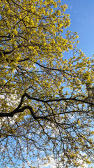 Tree Branches with Yellow Leaves Against Blue Skies