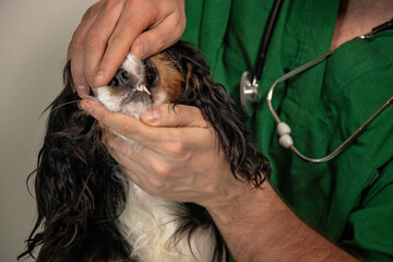 A puppy is examined by a livestock technician at a veterinary clinic. a male veterinarian in a...