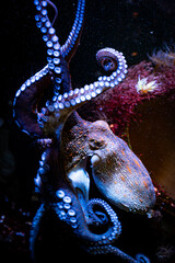 octopus in aquarium © Michele Rizzotti