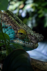close up of a chameleon