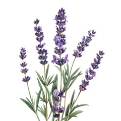 Naklejka premium A bouquet of lavender flowers isolated on a white background, showcasing purple blooms in a spring garden setting
