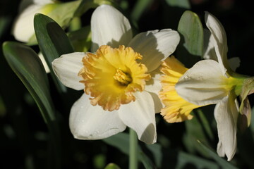 A beautiful daffodil flower growing in the sunny flower garden.