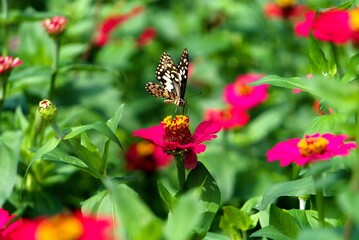 Brown butterfly perches on a pink flower
