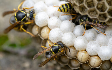 Wasps in the nest hatching the young in the wildlife
