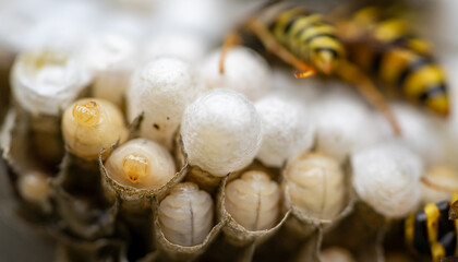 Close-up of a wasp nest with young larvae