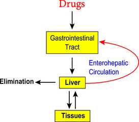 Vector illustration of Enterohepatic circulation of drugs.
