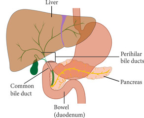 Vector illustration showing the position of the perihilar bile ducts.

