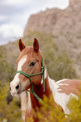 Sorrel Tobiano horse headshot portrait