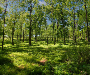 Fototapeta premium trees in the forest