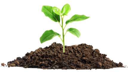young plant sprout growing from soil, isolated on white, transparent png background