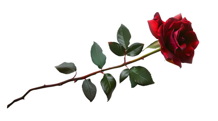 Obraz premium A single red rose with a long stem and green leaves on a transparent background 