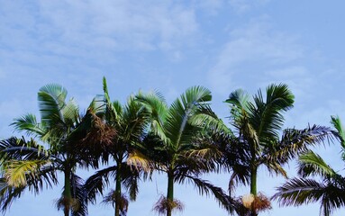 Fototapeta premium coconut trees towering into the sky